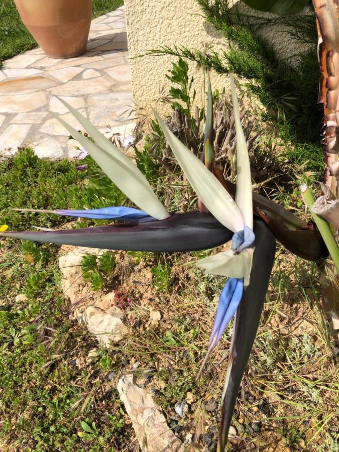 Villa C3 Arthur Rimbaub Chambre D'Hote Piscine Proche Mer Plage 600M Καν-συρ-Μερ Εξωτερικό φωτογραφία